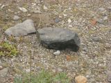 Day 3 - A rock that has no earthly business in a Maine hayfield